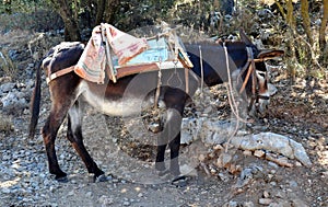 Saddled donkey