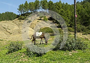 Saddled donkey grazing alongside the road in Morocco.