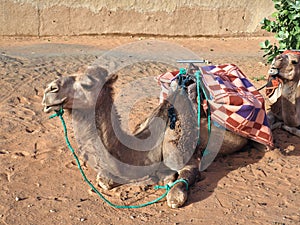 Saddled dromedary camel in Sahara