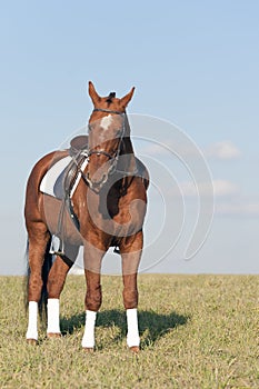 Saddled horse photo