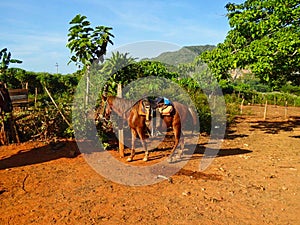 a saddled horse on a field