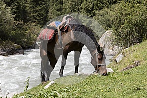 A saddled horse grazes during a break in the valley of Alty-Arashan