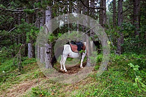 A saddled horse grazes the grass in the pine forest on a sunny summer day