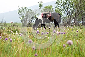 Saddled horse grazing amongst purple flowers photo