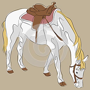 Saddled Horse photo