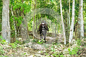 Saddled horse in the jungle of Peten near El Remate, Guatemala, Central America