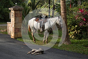 Saddled horse and lying dog in Pedacito de Cielo near Boca Tapada in Costa Rica photo