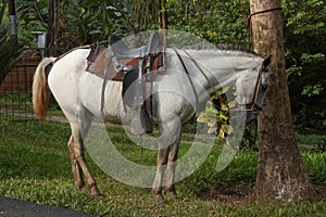 Saddled horse in Pedacito de Cielo near Boca Tapada in Costa Rica photo