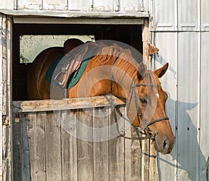 A saddled horse ready to ride