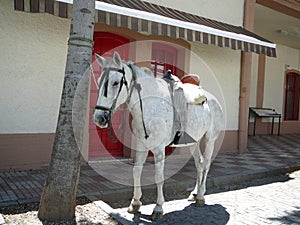 Saddled horse suffering in sunshine