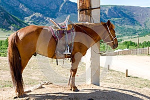 Saddled horse at tethering post photo