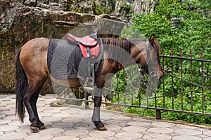 Saddled horse tied to fence against mountain landscape