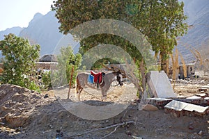 A saddled horse is tied to a tree. The horse, Equus ferus caballus, is a domesticated one-toed hoofed mammal.