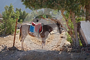 A saddled horse is tied to a tree. The horse, Equus ferus caballus, is a domesticated one-toed hoofed mammal.