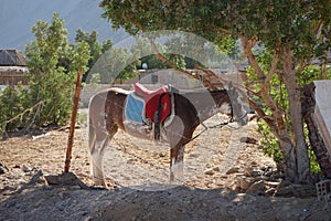 A saddled horse is tied to a tree. The horse, Equus ferus caballus, is a domesticated one-toed hoofed mammal.