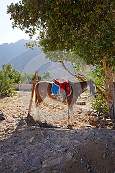 A saddled horse is tied to a tree. The horse, Equus ferus caballus, is a domesticated one-toed hoofed mammal.