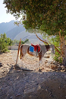 A saddled horse is tied to a tree. The horse, Equus ferus caballus, is a domesticated one-toed hoofed mammal.