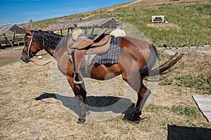 A saddled horse is waiting for a rider. Summer day.