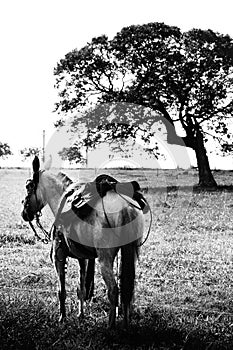 Saddled horse waiting to go for a ride