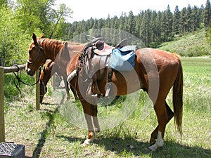 Saddled Horses