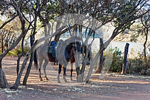 Saddled horses in the bush photo