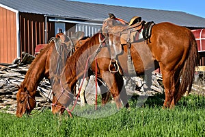 Saddled horses graze on a ranch