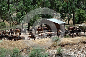 Saddled horses in paddock in Zion National park