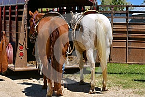 Saddled horses ready too be loaded in a trailer