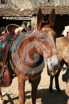 Saddled mule photo