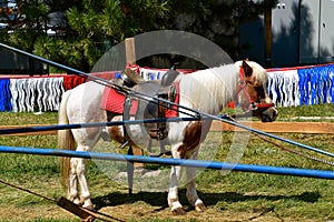 Saddled pony waiting for a carrousel rider