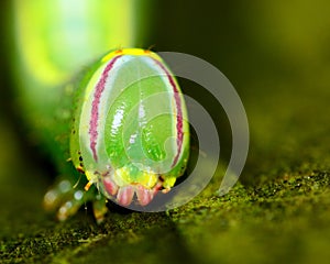 Saddled Prominent Caterpillar