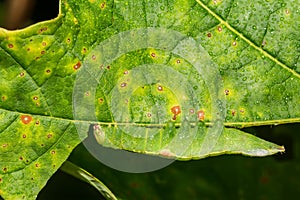 Saddled Prominent Caterpillar - Heterocampa guttivitta photo
