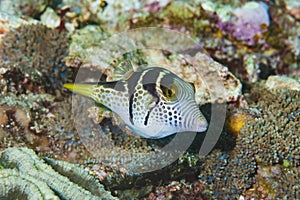 Saddled Pufferfish Canthigaster valentini photo