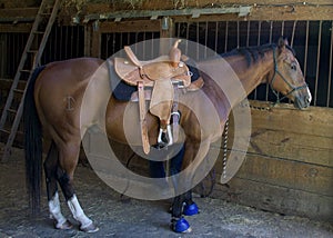 A saddled riding horse stands ready for an outing.