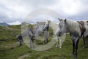 Saddled roan horses