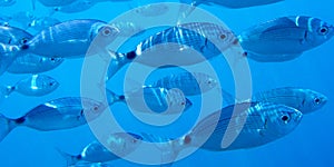 Saddled Seabream, Cabo Cope Puntas del Calnegre Regional Park, Spain photo