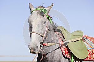Saddled Tibetan horse waiting for the horseman