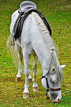 Saddled White Horse