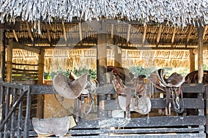 Saddles in the Caribbean