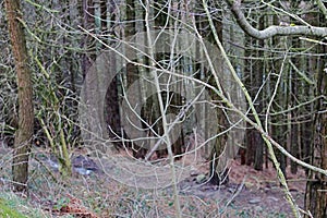 Saddleworth Moor Forest