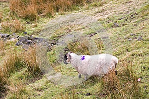 Saddleworth Moor Sheep On Its Own On The Pennines In Manchester