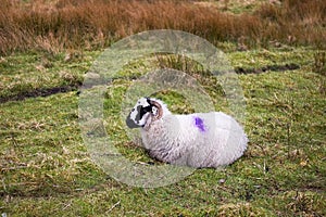 Saddleworth Moor Sheep On The Pennines In Manchester