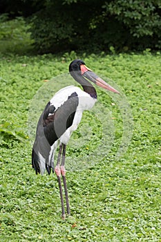Sadle Billed Stork