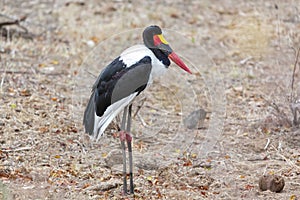 Sadlle-Billed Stork standing still in Kruger NP