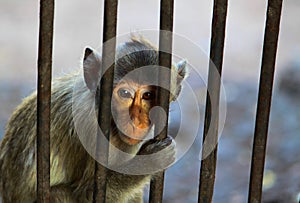 Sadly eyes of monkey