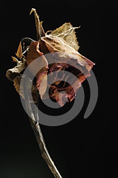 Sadly rose dried flowers photo