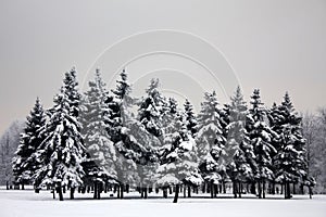 Sadness dark fir-trees in winter