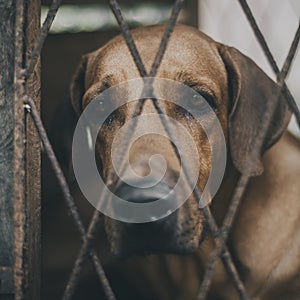 Sadness and lonelyness expression of the ridgeback dog`s face close up photograph, dog in a cage looking at the camera through th