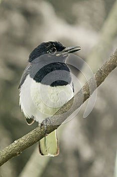 A sadness oriental magpie robin