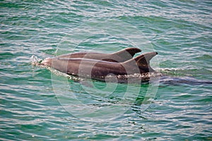Sado Dolphins 1